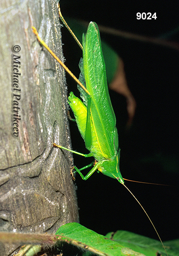 Sword-bearing Conehead (Neoconocephalus ensiger)